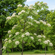 125-150cm Rowan Hedging | Mountain Ash | Sorbus aucuparia | Bare Root